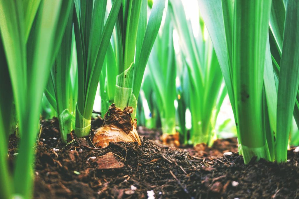 close-up-photo-of-plants-2284170 Close-up view of green onion plants thriving in rich soil, showcasing agricultural growth.